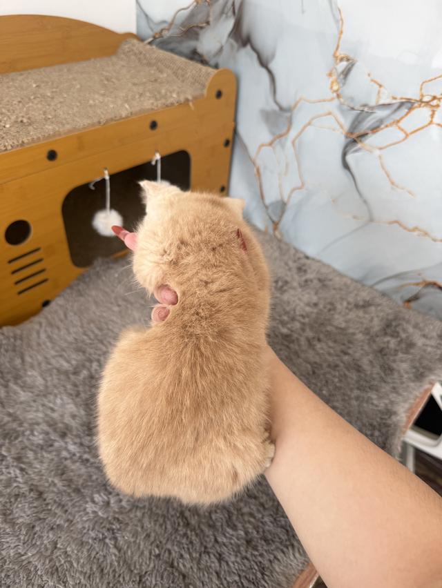 ลูกแมวพันธุ์บริติชแท้ รูปที่ 3