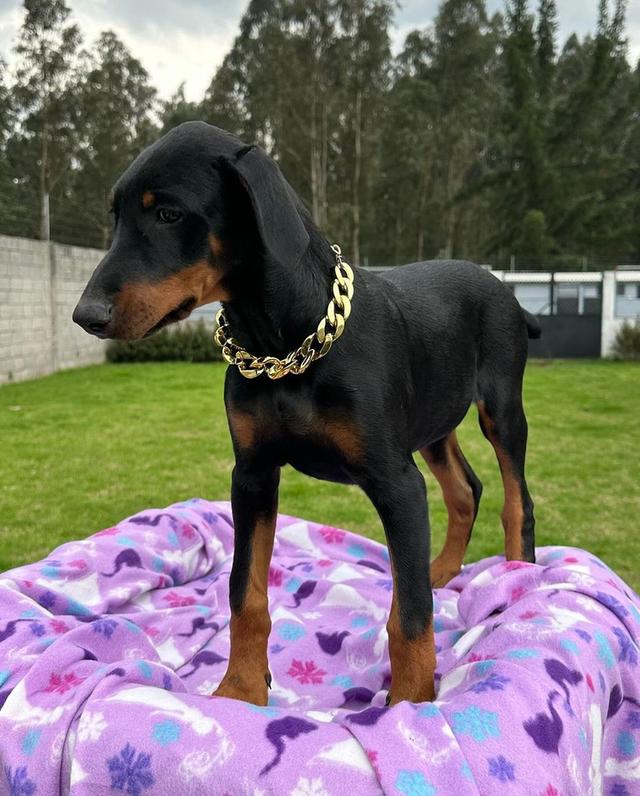 Doberman Pinscher Puppies  WhatsApp me : +66 63 826 3042 รูปที่ 3
