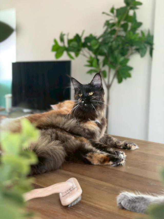 แมวสายพันธ์เมนคูน (พันธ์แท้)