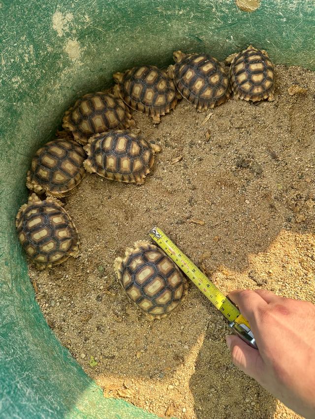 เต่าชูการ์ต้า  ไซส์ 3.5 นิ้ว 2