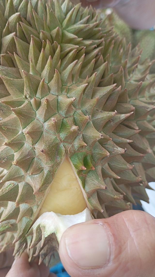 ทุเรียนหมอนทองเป็นลูกรับประกันเนื่อ