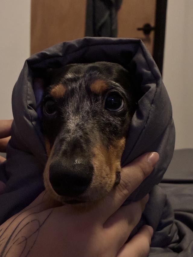 Mini Dachshund 9 month Male 2