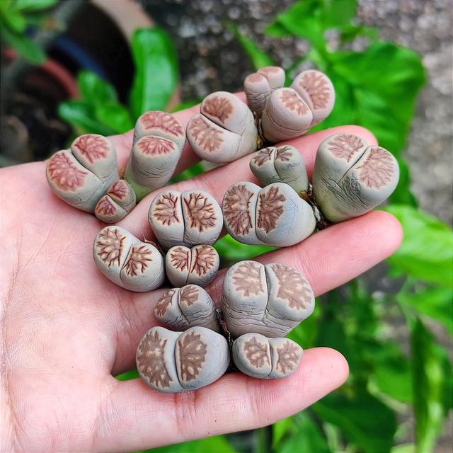 แบ่งขายกุหลาบหิน Lithops 2