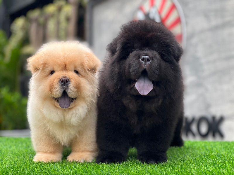 Trained chow chow puppies