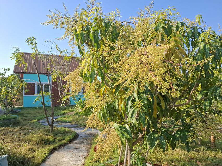 บ้านพร้อมที่ดินสุพรรณ 3