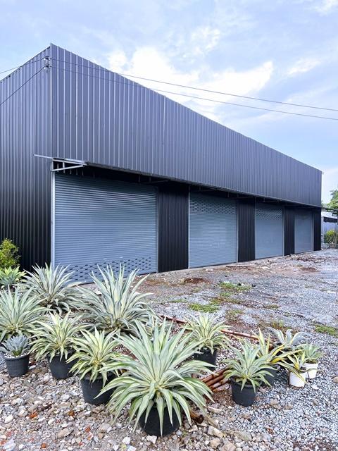 ให้เช่าโกดังใหม่ 300ตร.ม. สารีบุตร ฉลองกรุง1-10 ตลาดนัดวินวินสุวรรณภูมิ 3.8 กม สโมสรกีฬาเอชแอนด์เอ 1.0 ม.75 ตร.วา. ติดถน 1