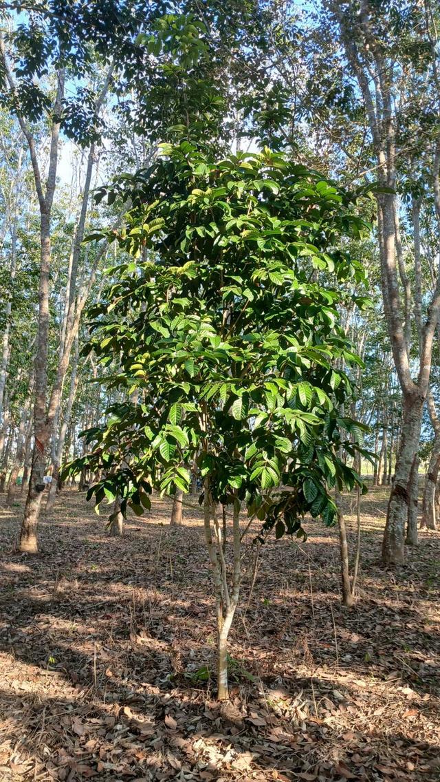 ที่ดินสวนยางมีผลไม้แซมหลากหลาย มีต้นสักขนาดใหญ่ และมีโฉนด 3