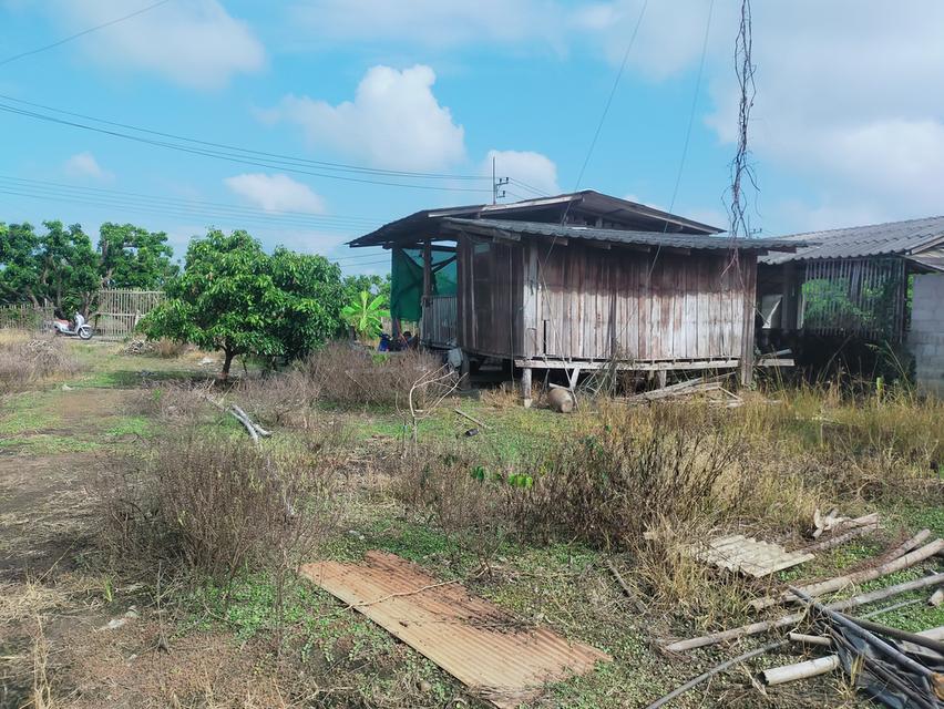 ที่ดิน 5