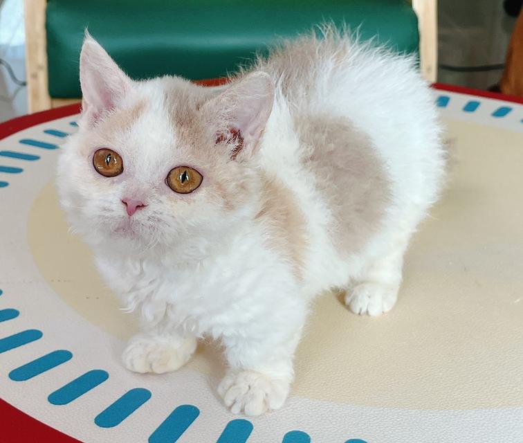 Selkirk Rex Female Lilac Tortie Bicolor Short Leg