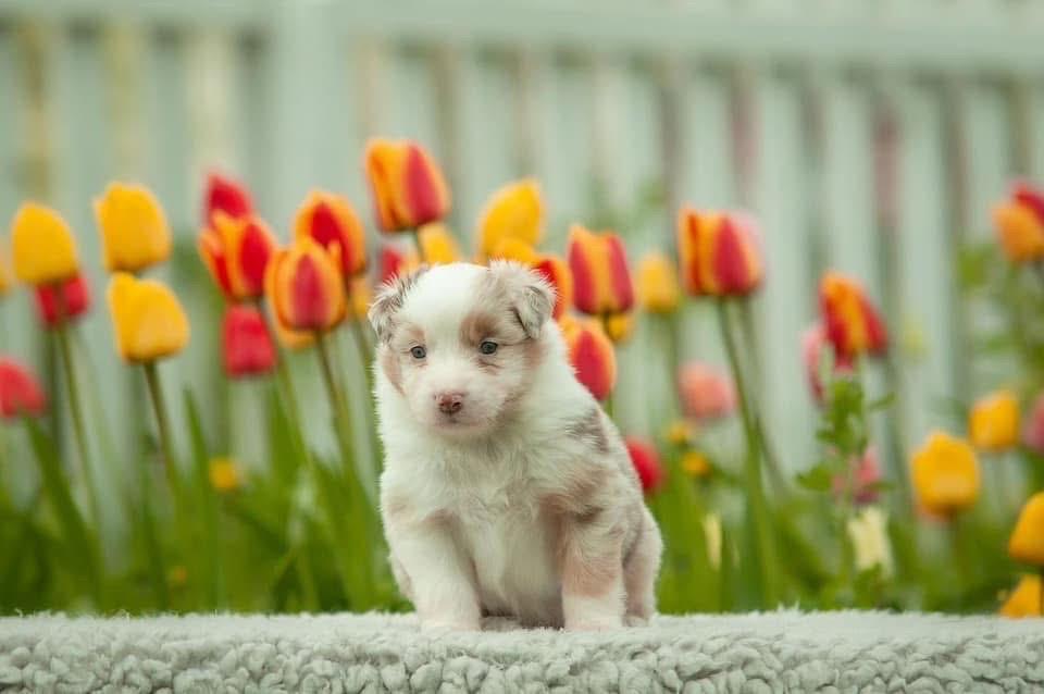 ลูกสุนัข Australian Shepherd สีน้ำตาลอ่อน 5