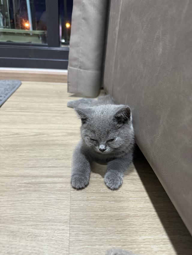 แมว british shorthair