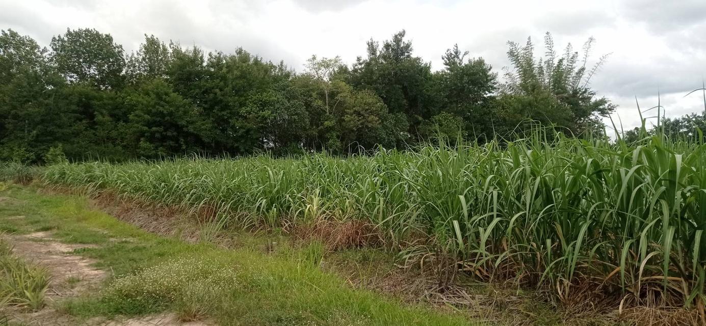 ขายที่ดินแถวสวนผึ้ง ราชบุรี ขายด่วนถูกมากๆๆ2ไร่ ต่อรองได้ ก้อย 0982832356 2