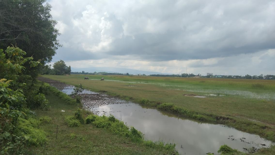 ขายที่ดินแปลงใหญ่ใกล้เมืองบึงกาฬ 3