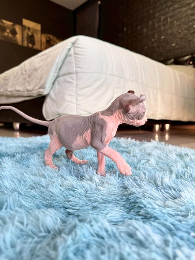 แมว สฟิงซ์ เพศเมีย หูพลิก 8