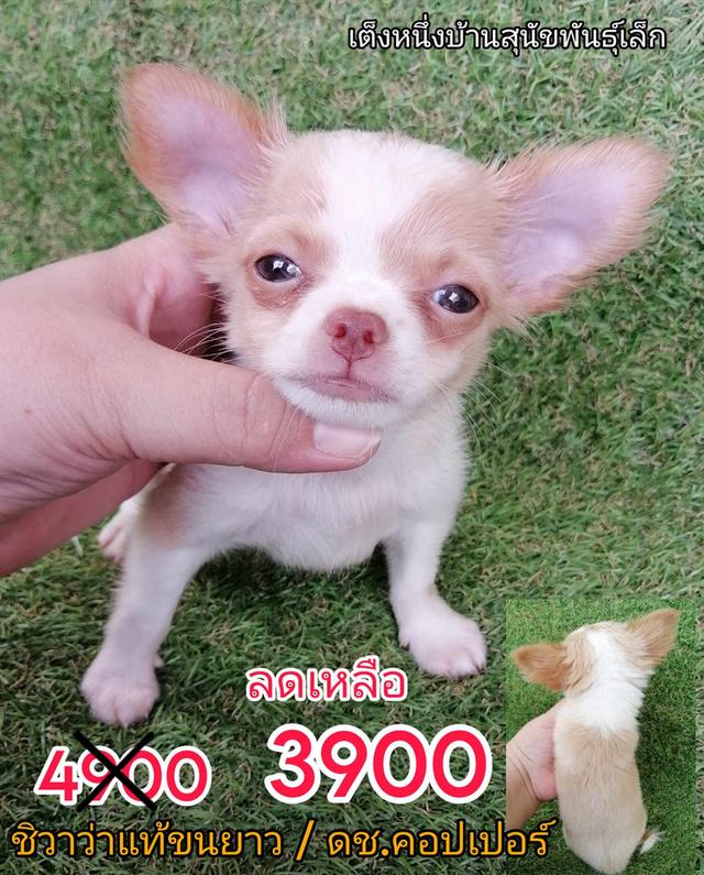 ชิสุผสมพุดเดิ้ล ชิสุห์ปอม ชิสุห์ชิวาว่า ชิวาว่าขนยาว 6