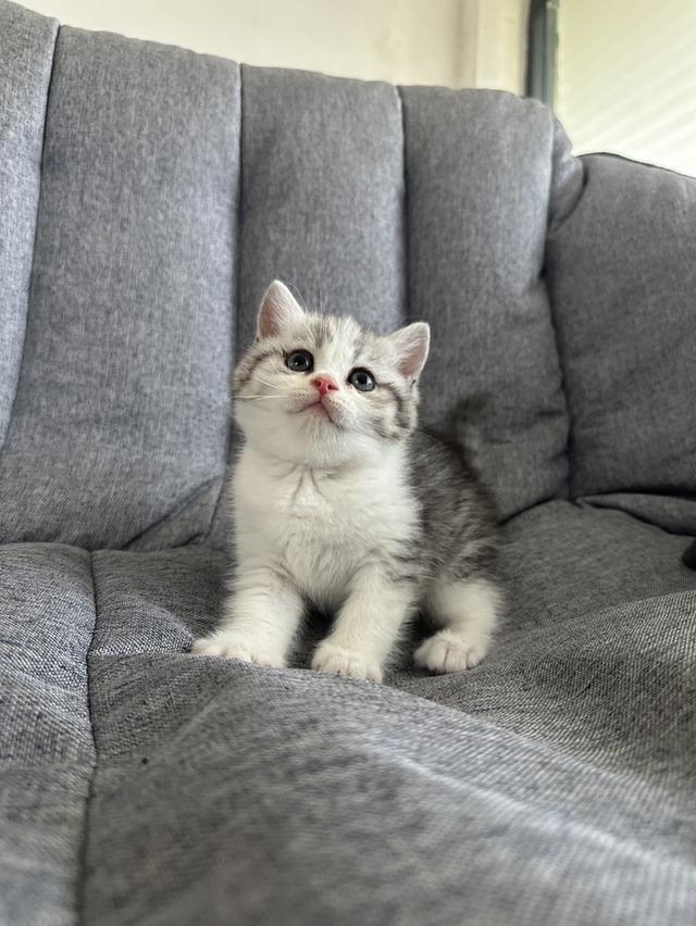 munchkin ขายาว เพศชาย