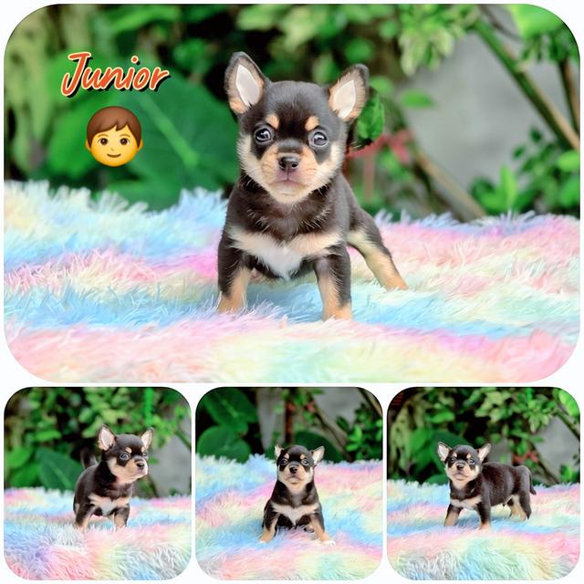 CHIHUAHUAชิวาวาขนสั้นสีแบล๊คแทนหนุ่มรูปหล่อ
