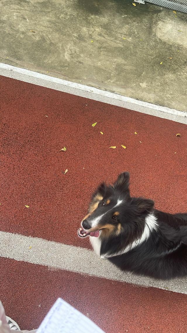 เชลตี้ shetland sheep dog (ลูกของน้องคนนี้) 4