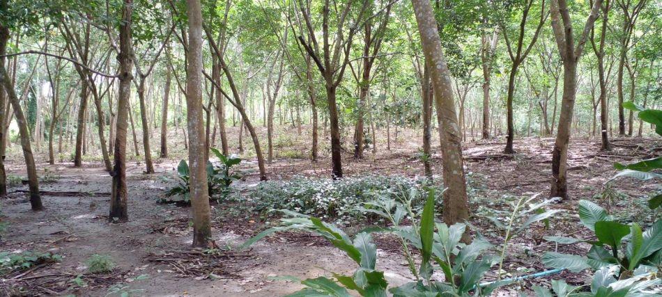 ที่ดินแปลงใหญ่ พร้อมสวนยาง อำเภอสอยดาว จันทบุรี 58-3-30 ไร่ 4