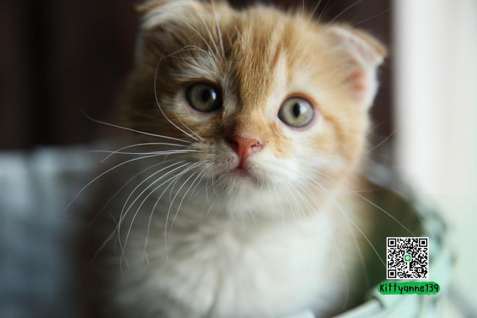 แมวสก็อตติชโฟลด์แท้แบ่งเลี้ยง รูปที่ 15