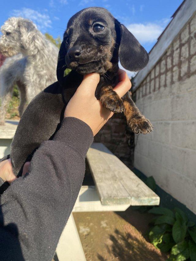 Mini dachshund puppies | WhatsApp me : +66 63 826 3042 รูปที่ 2