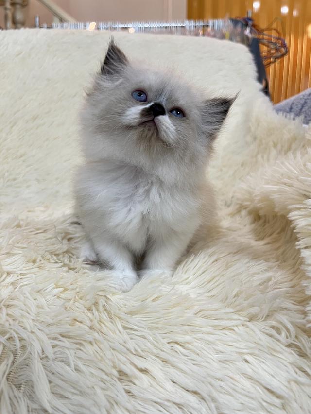 แมวเปอเซีย แท้ หลายสี