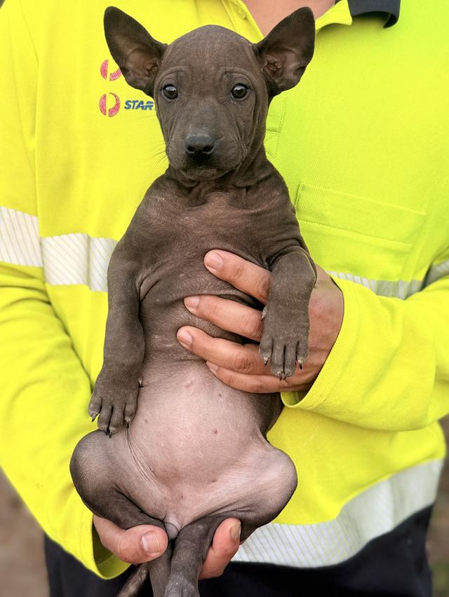 สุนัขไทยหลังอาน เลือด 100% รูปที่ 5