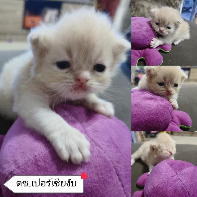 ลูกแมวเปอร์เซีย