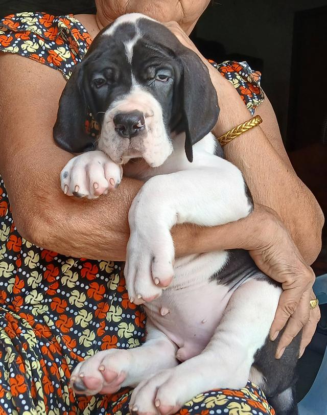 สุนัข เกรทเดน Great dane รูปที่ 2