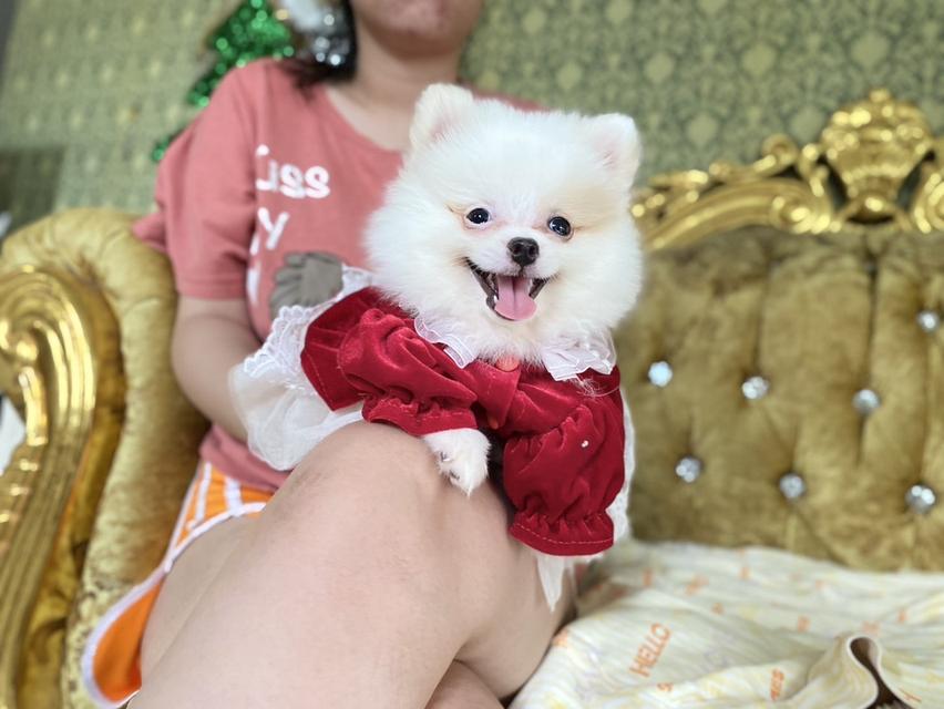 ลูกปอมแท้ พร้อมย้ายบ้าน มีหลายตัวให้เลือกจ้า