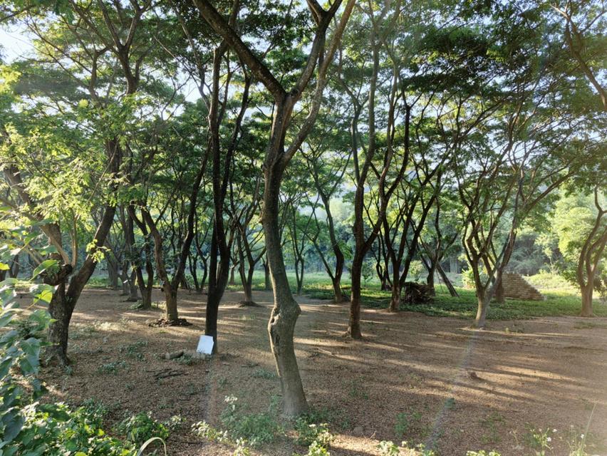 ขายบ้านและที่ดินติดริมน้ำที่ดิน 6 ไร่บวกที่ดินทำการเกษตรอีก 16 ไร่ 4