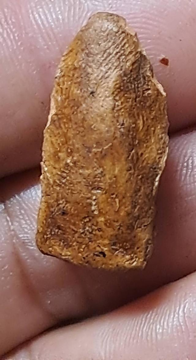 พระรอดมหาวัน พิมพ์ใหญ่ 5