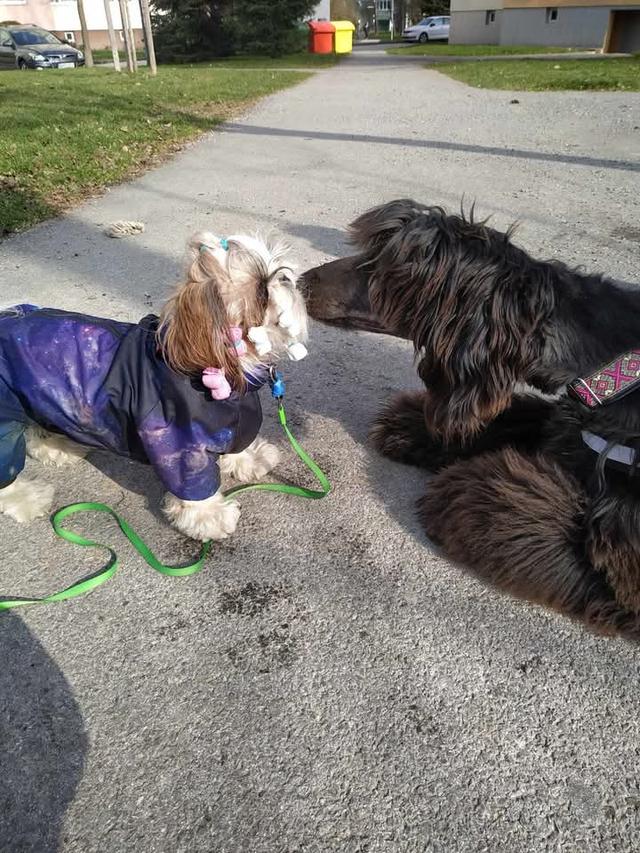 Afghan Hound เชื่องมาก 2