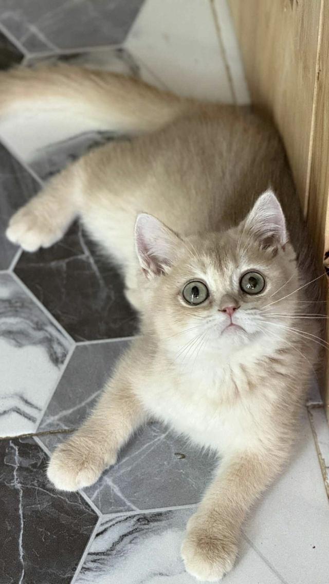 แมวบริติช เพดใบเพดwcf และรับนำเข้าแมวจาก ตปท.