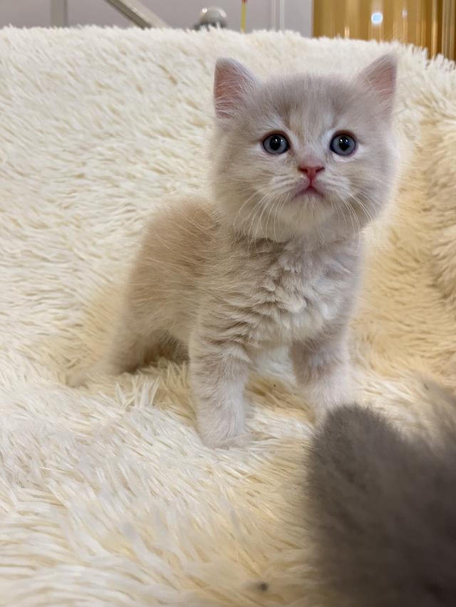 แมวเปอเซียแท้ สีครีม ลายเสือ รูปที่ 16