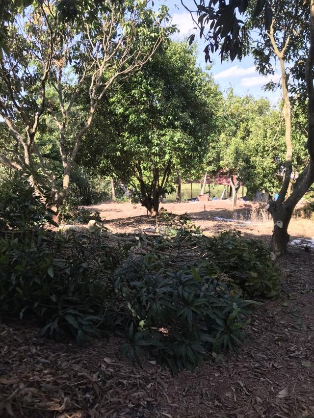 ให้เช่า สวนผลไม้ 12 ไร่ 7 หมื่นต่อปี 16