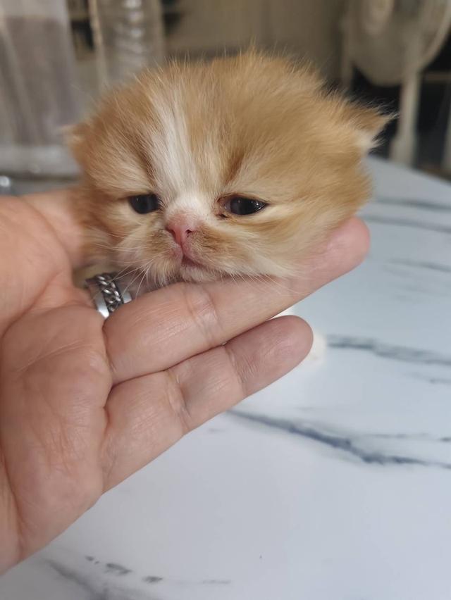 ❌ติดจองค่ะ ลูกแมวเปอร์เซียหน้าบี้ เพศ ญ ขาวส้ม รับน้องได้หลัง 14 มีค 69 เปิดกล้องดูก่อนได้ค่ะ