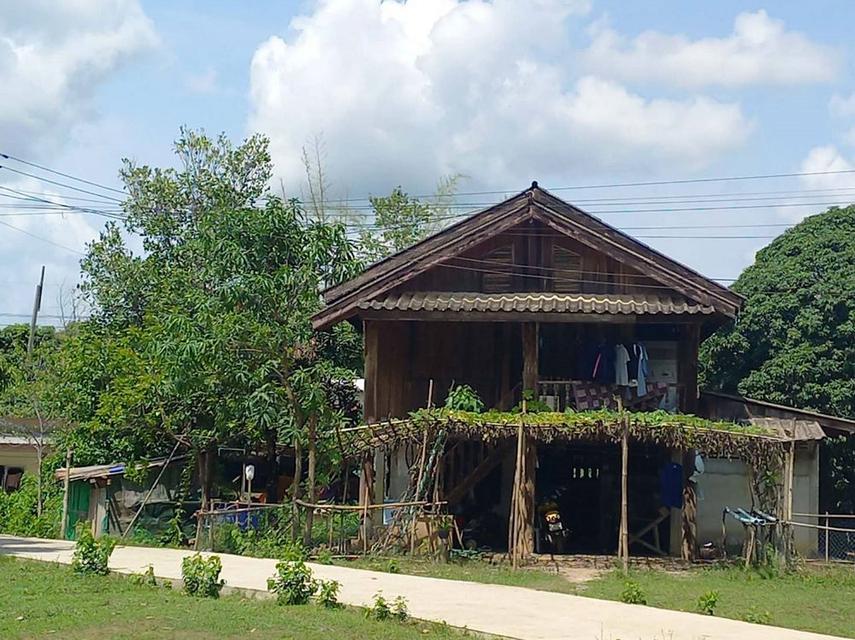 ขายที่ดินสิ่งปลูกสร้าง 13-3-22 ไร่ สวนมะม่วงน้ำดอกไม้ ตำบลพระธาตุผาแดง อำเภอแม่สอด จังหวัดตาก 5