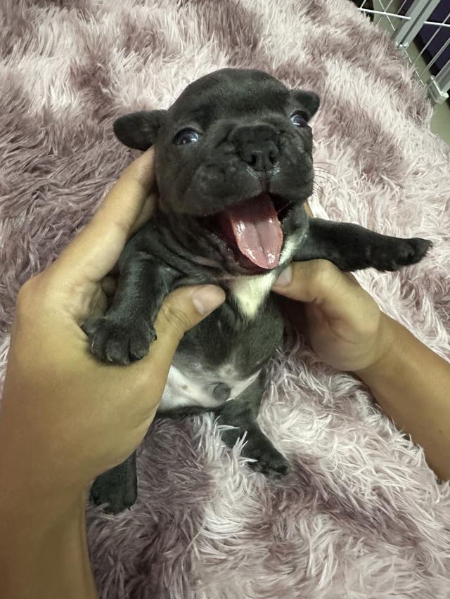 สุนัขพันธุ์เฟร้นบลูด็อก 2