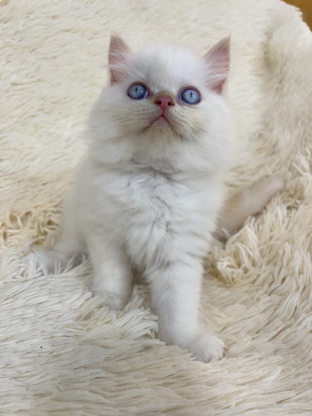 แมวเปอเซีย ดำขาว 🔥🔥🙂🙏 รูปที่ 19