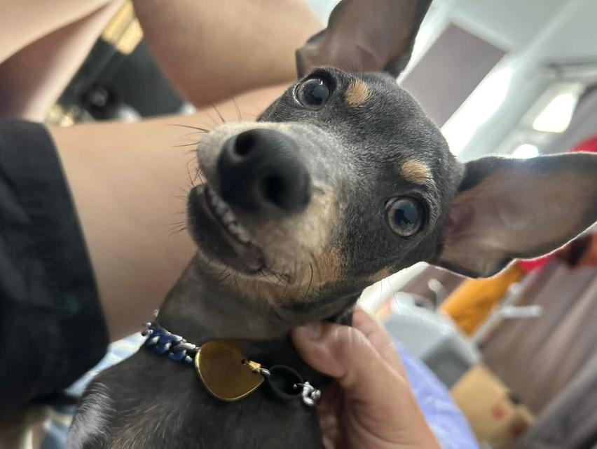 ปล่อยสุนัข Miniature Pinscher 2