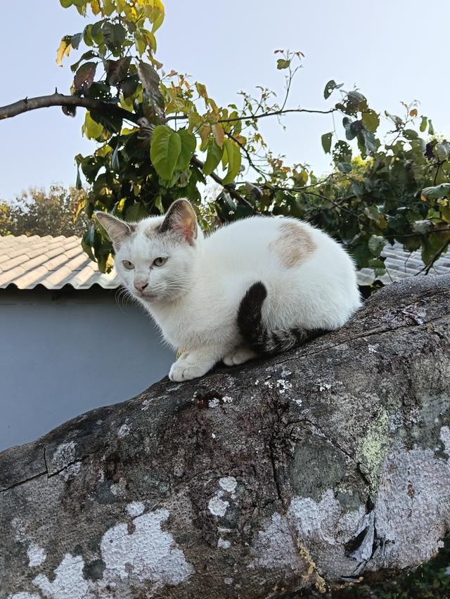 แมวชาย 3 สี ผู้ให้โชคลาภ รูปย่อยที่ 1