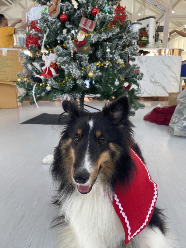 เชลตี้ shetland sheep dog (ลูกของน้องคนนี้) 11