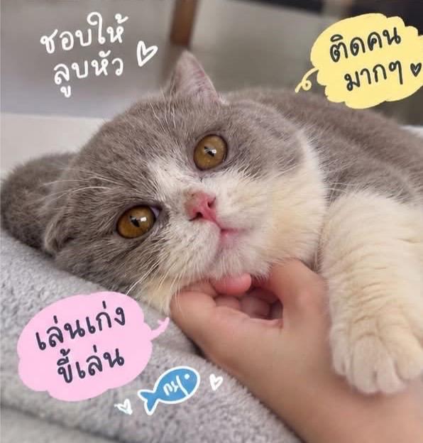 มันช์กิ้น อาตี๋น้อย 2เดือนกว่าวัคซีน1เข็ม พร้อมย้าย อ้วนกลมตัวใหญ่ เป็นบริติชมันช์กิ้นขาสั้น เหนียงสวยแก้มเยอะ กรุงเทะเข้ามาดูได้