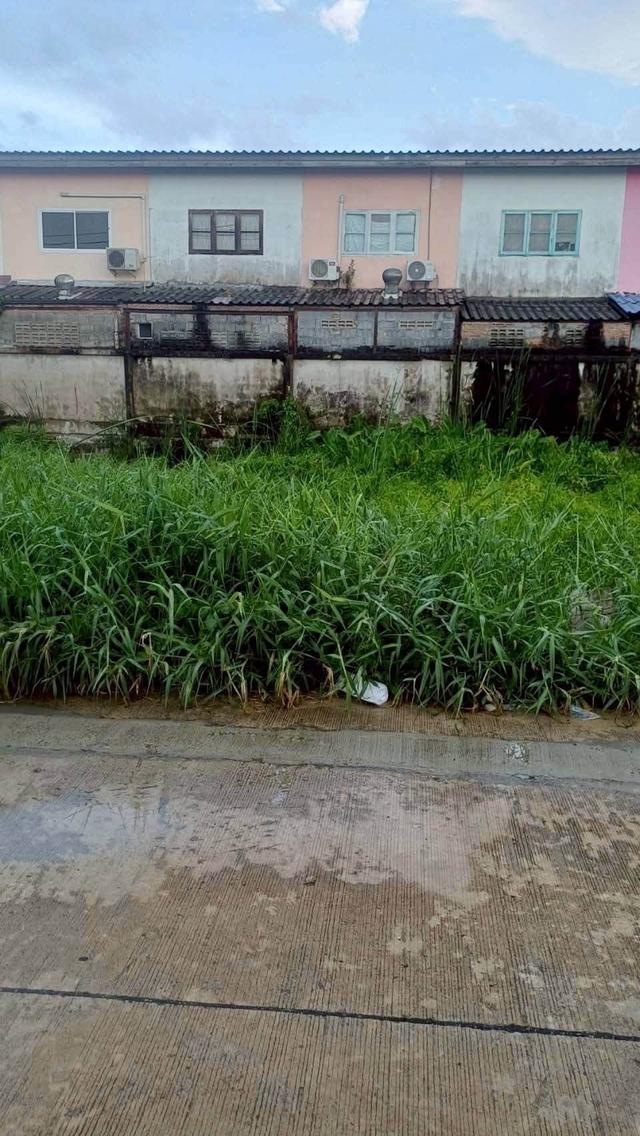 ขายถูกที่ดินลำลูกกา 34 ตรว ติดถนนคอนกรีตสาธารณะ ซ.เมตตา ต.บึงคำพร้อย จ.ปทุมธานี 4