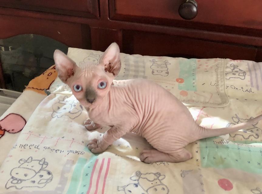 sphynx สฟิงซ์เพศหญิง