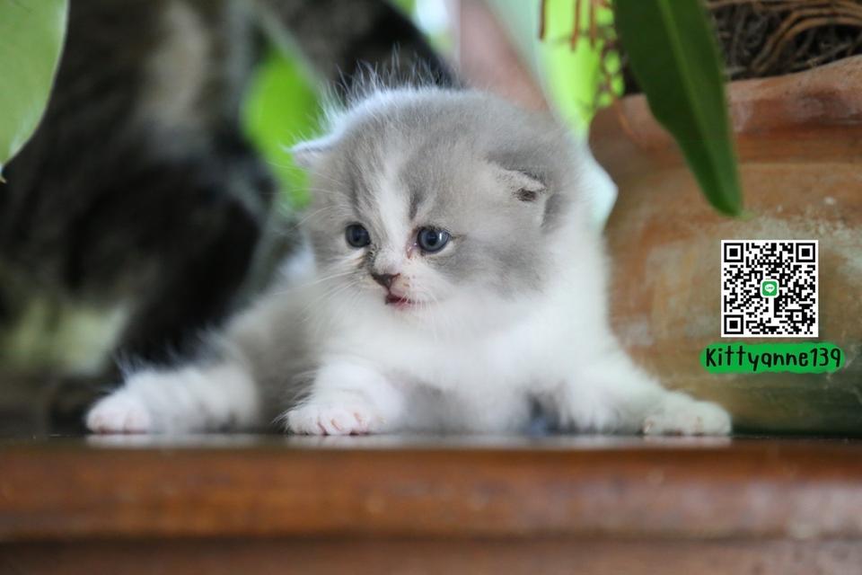 แมวเปอร์เซียผสมบริติช รูปที่ 13