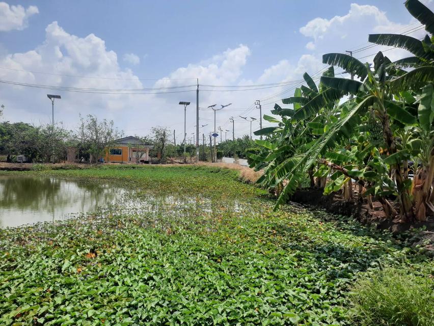 ที่ดิน ทำเลดี หลังสนามบินสุวรรณภูมิ 30 ไร่ 5