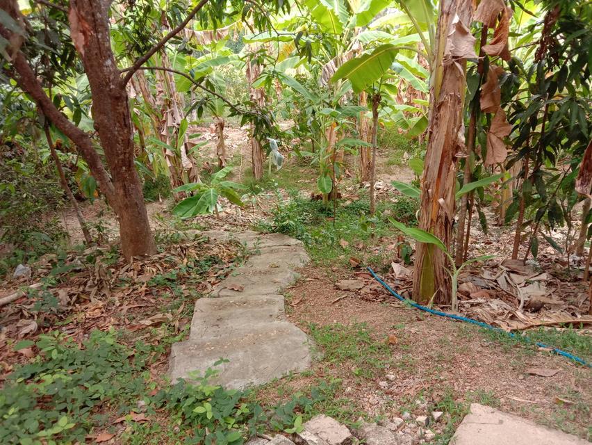 ขายที่ดินพร้อมบ้าน 4 ไร่ 1 งาน ใกล้ตัวเมืองบ้านเหล่า อ.สูงเม่น จ.แพร่ เหมาะลงทุน ทำการเกษตร พักอาศัย 5