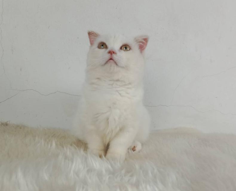 1.แมวมันช์กิ้น/เพศเมีย หาบ้าน Munchkin Cat/Female looking for a new home 6